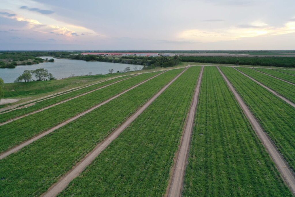 Aerial view of Borders Melon watermelon fields in long rows beside a pond at dusk.